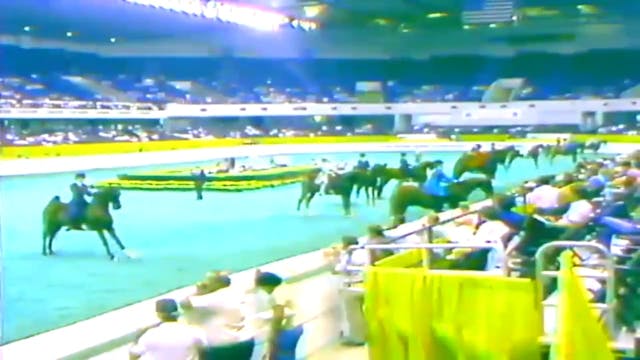 1987 WCHS Class 18 3 Gaited JR Exh 14...