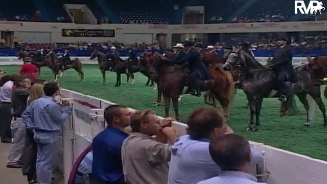 2003 WCHS Class 9 ASB Open Park Horse...