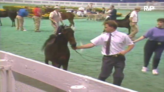 1992 WCHS Class 50 AHHS Hackney Pony ...