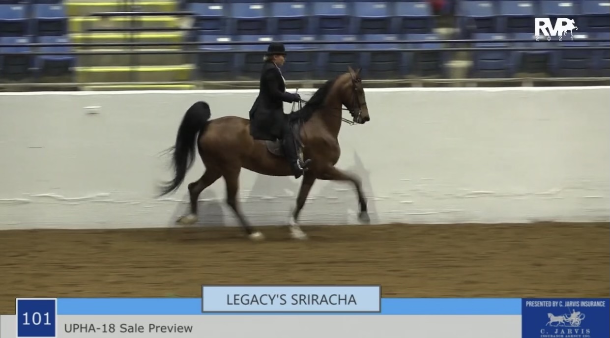 BB21 - UPHA 18 Sale Preview - Legacy's Sriracha