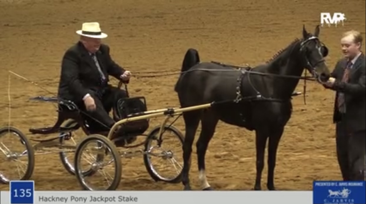 BB21 - Class 135 - Hackney Pony Jackpot Stake