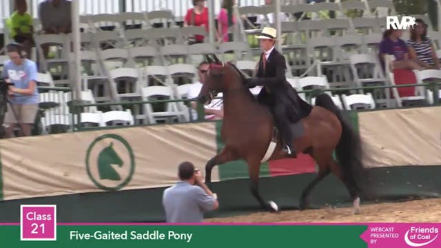 2015 LJL - Class 21 Five Gaited Saddl...