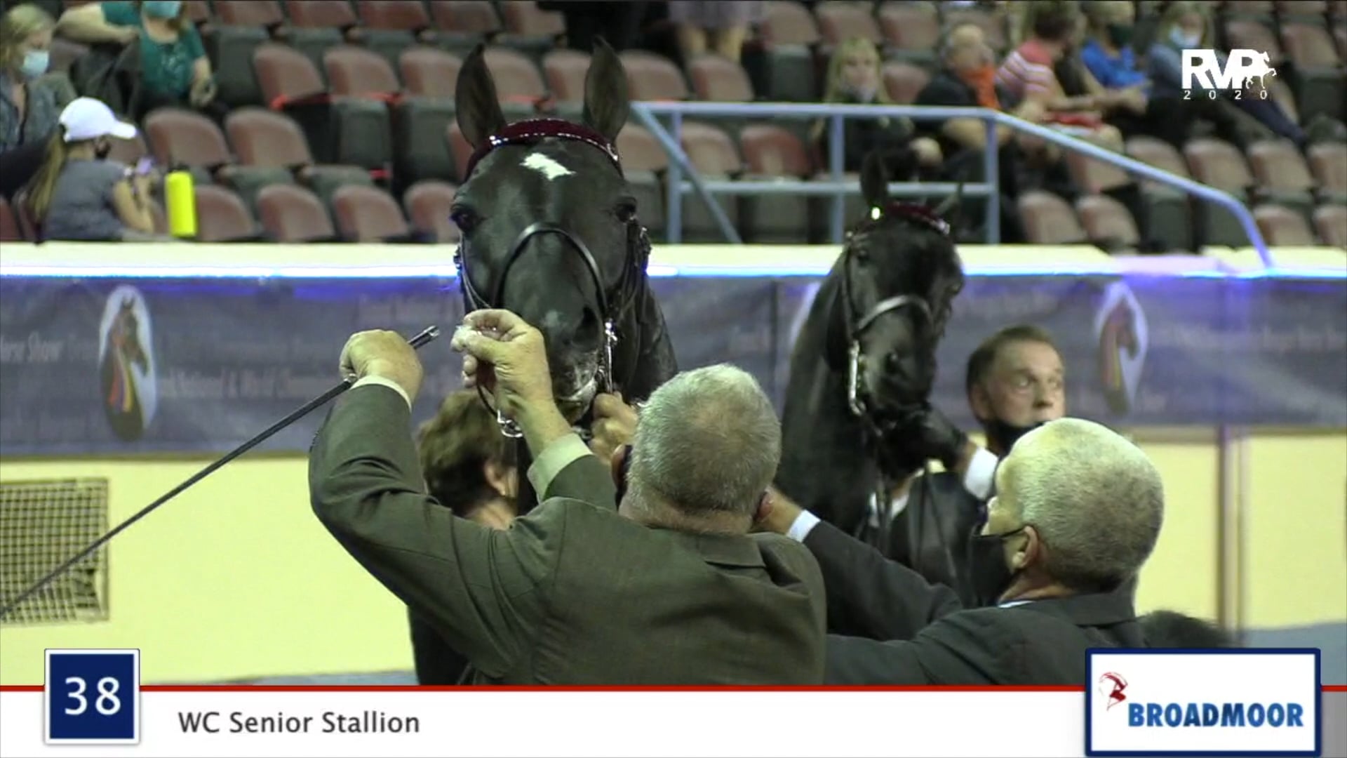 2020 MGN - Class 38 WC Senior Stallion