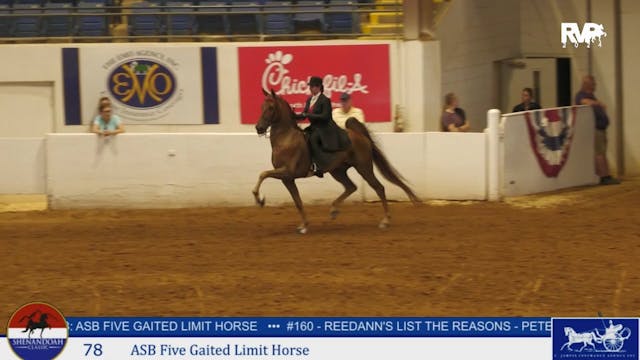 SC24 - Class 78 - ASB Five Gaited Lim...