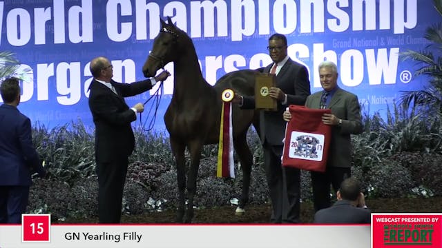 MGN17 - Class 15 - GN Yearling Filly