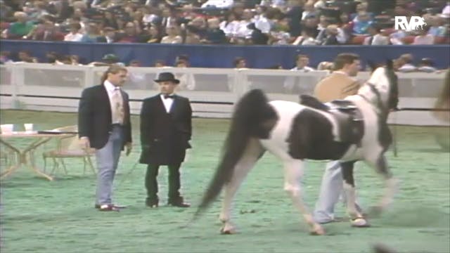 1992 WCHS Class 152 Five Gaited Pony ...