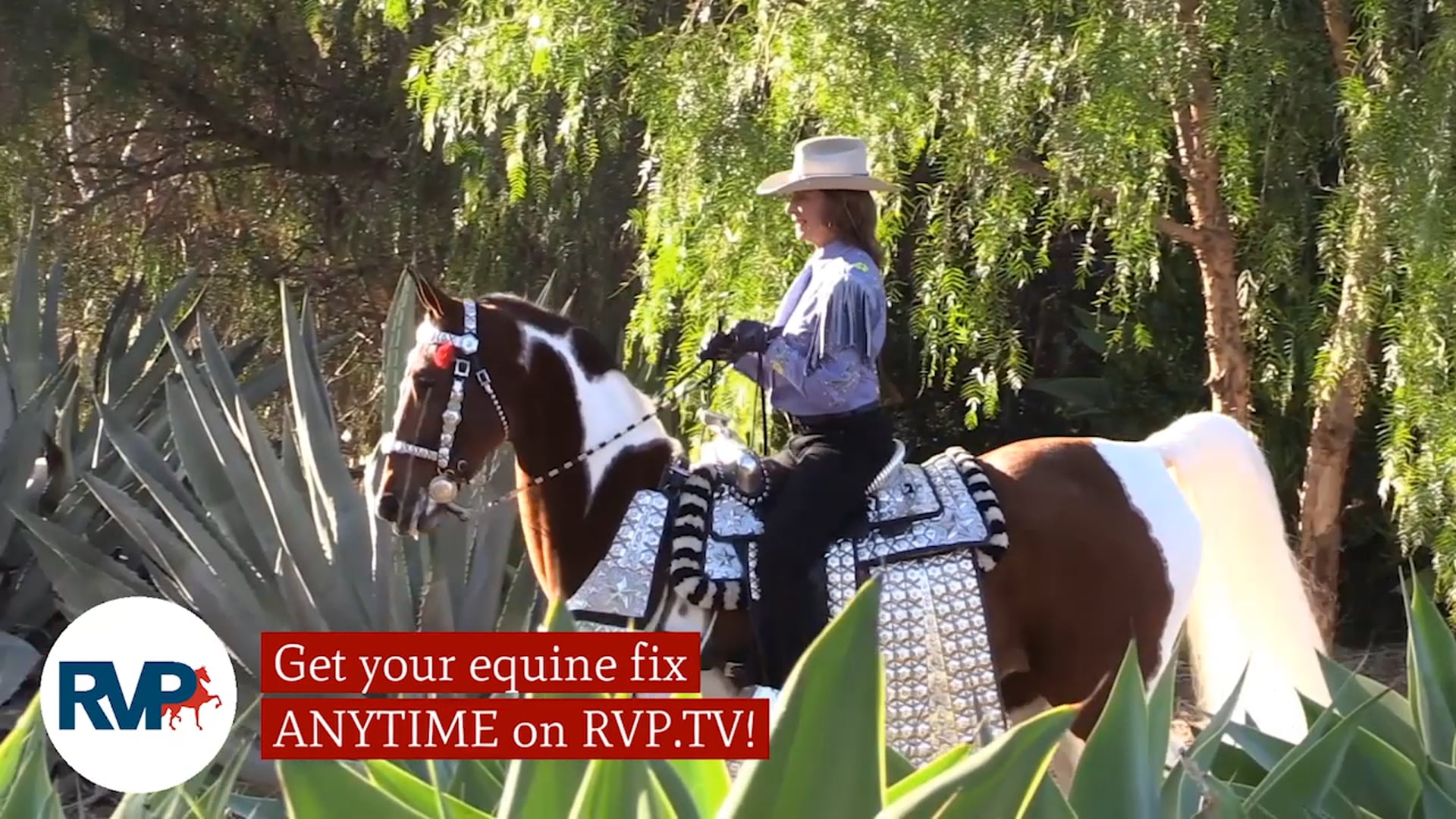 SSSF21 - Class 66 - ASB Three Year Old Fine Harness