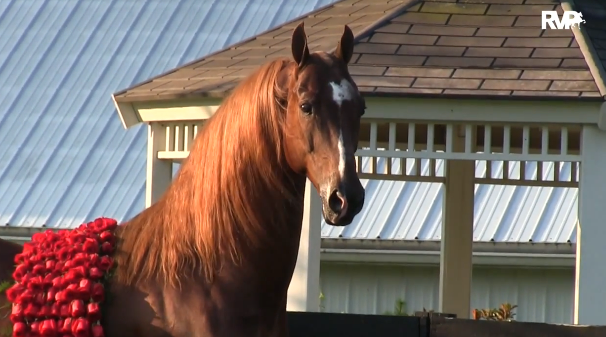 WGC Marc of Charm at Breyerfest