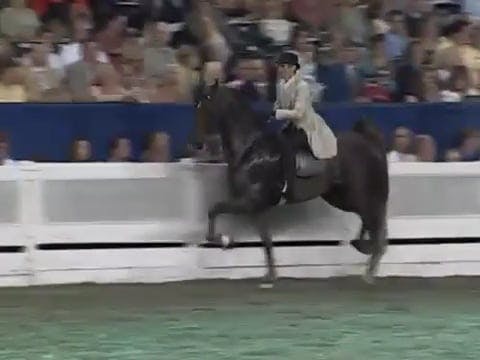 2008 WCHS Class 238 Amateur Five Gait...