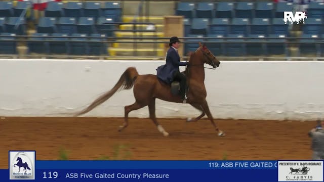 BB24 - Class 119 -  ASB Five Gaited C...