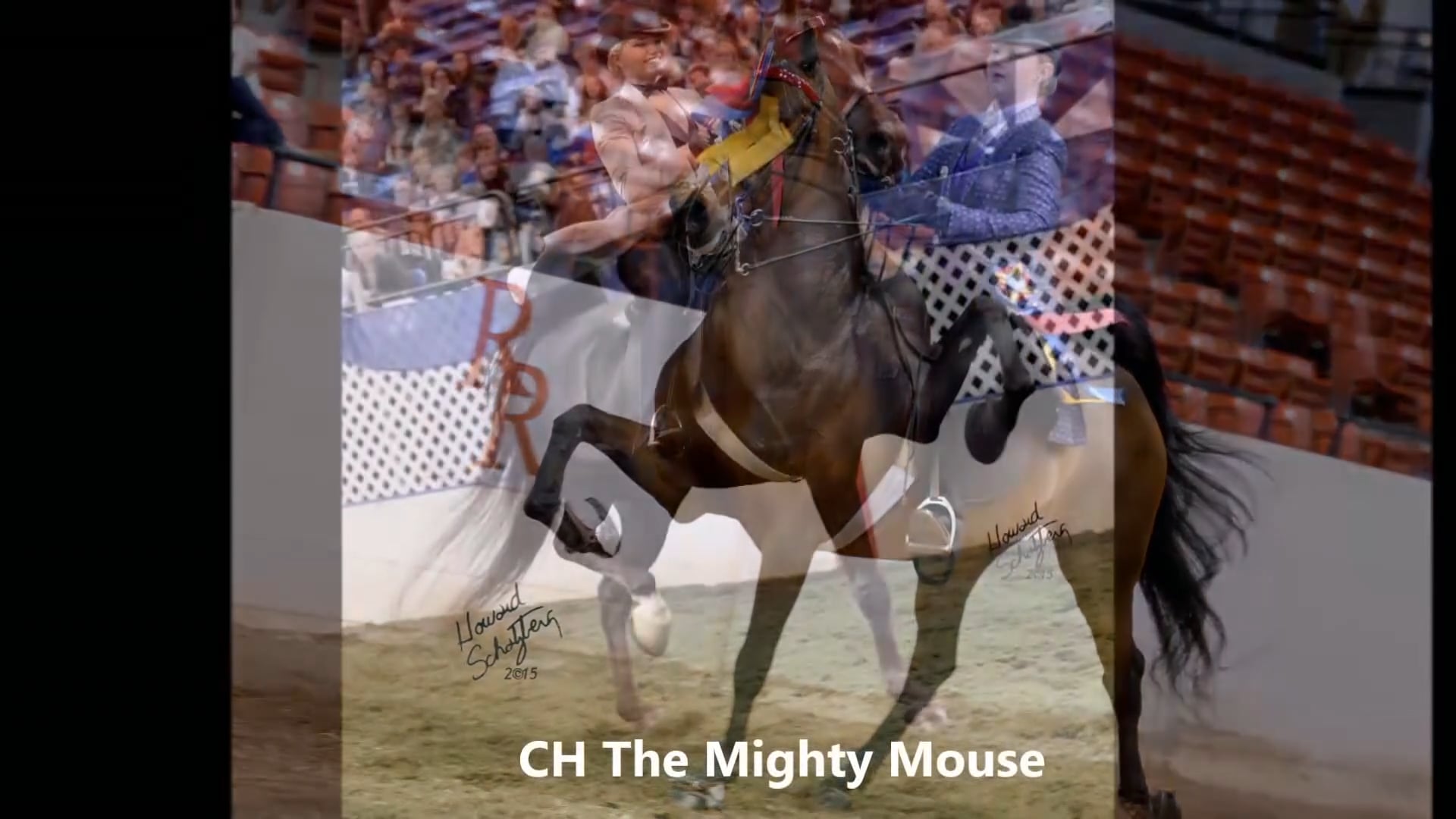 Silverbrook Stables - Breeder of the Year Award