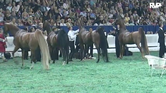 2010 World's Championship Horse Show ...