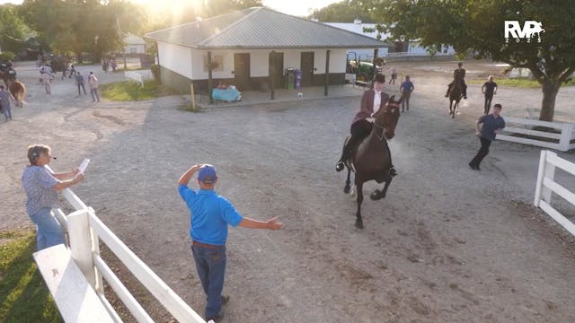 SCF25 - Class 121 - ASB Three Gaited ...