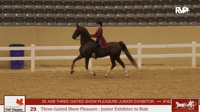 KFC24 - Class 29 - Three Gaited Show ...