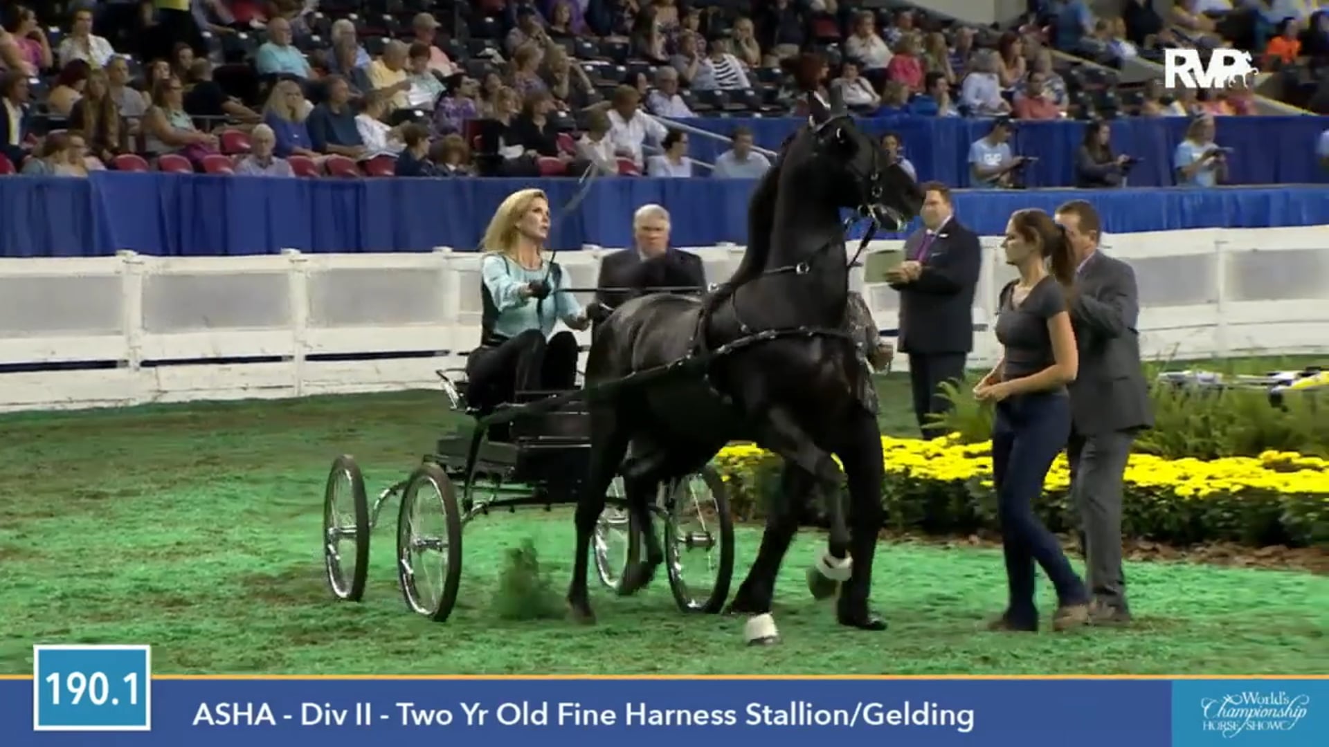 2015 WCHS - Class 190.1 Two Year Old Fine Harness Stallion or Gelding - Division II