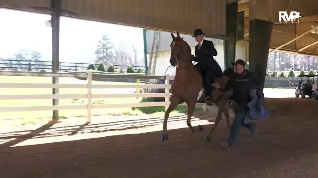 RSP26 - Class 83 - ASB Three Gaited P...