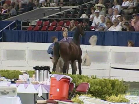2008 WCHS Class 84 Yearlings Breeder ...
