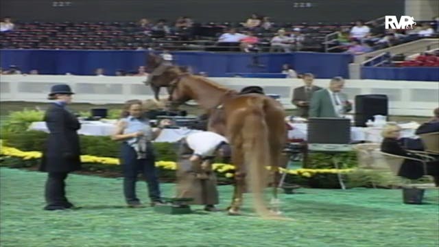 2000 WCHS Class 136A ASB Three Gaited...