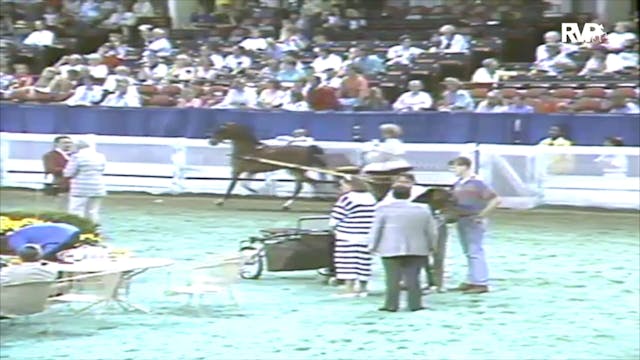 1991 WCHS Class 99 Amateur Hackney Po...
