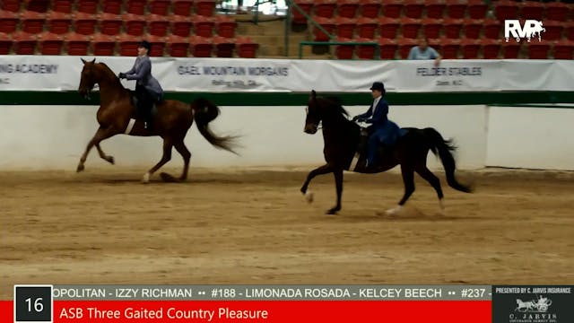 SS21 - Class 16 - ASB Three Gaited Co...