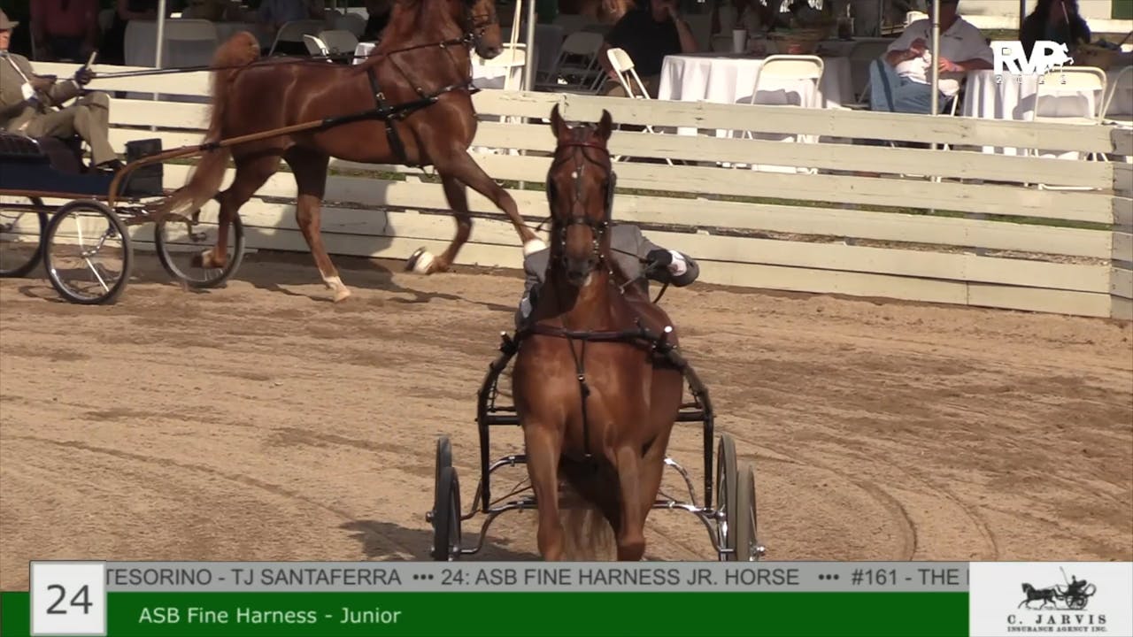 RC22 - Class 24 - ASB Junior Fine Harness - Richfield Video Archive