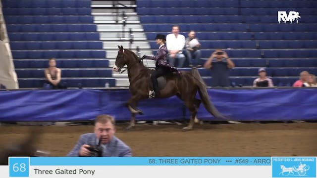 GASP23 - Class 68 - Three Gaited Pony
