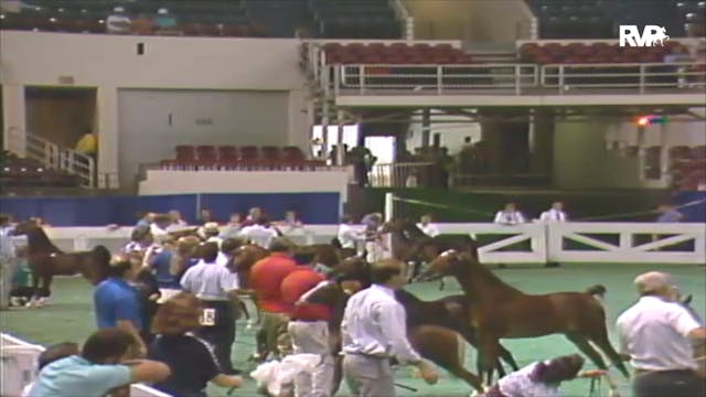 1992 WCHS Class 58 AHHS Get Of Sire I...