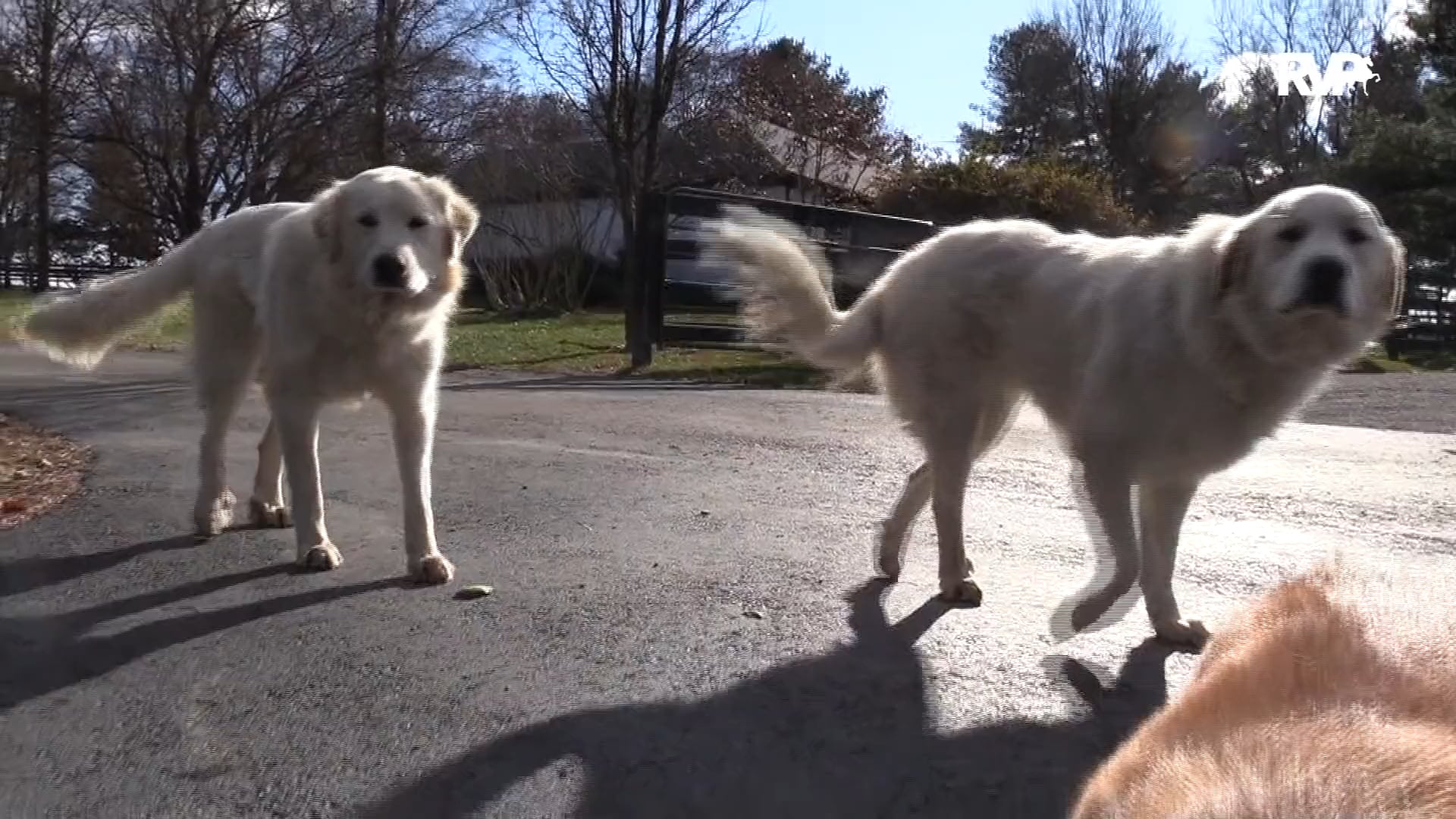 A Visit with Escalade Stables and their New Trainer