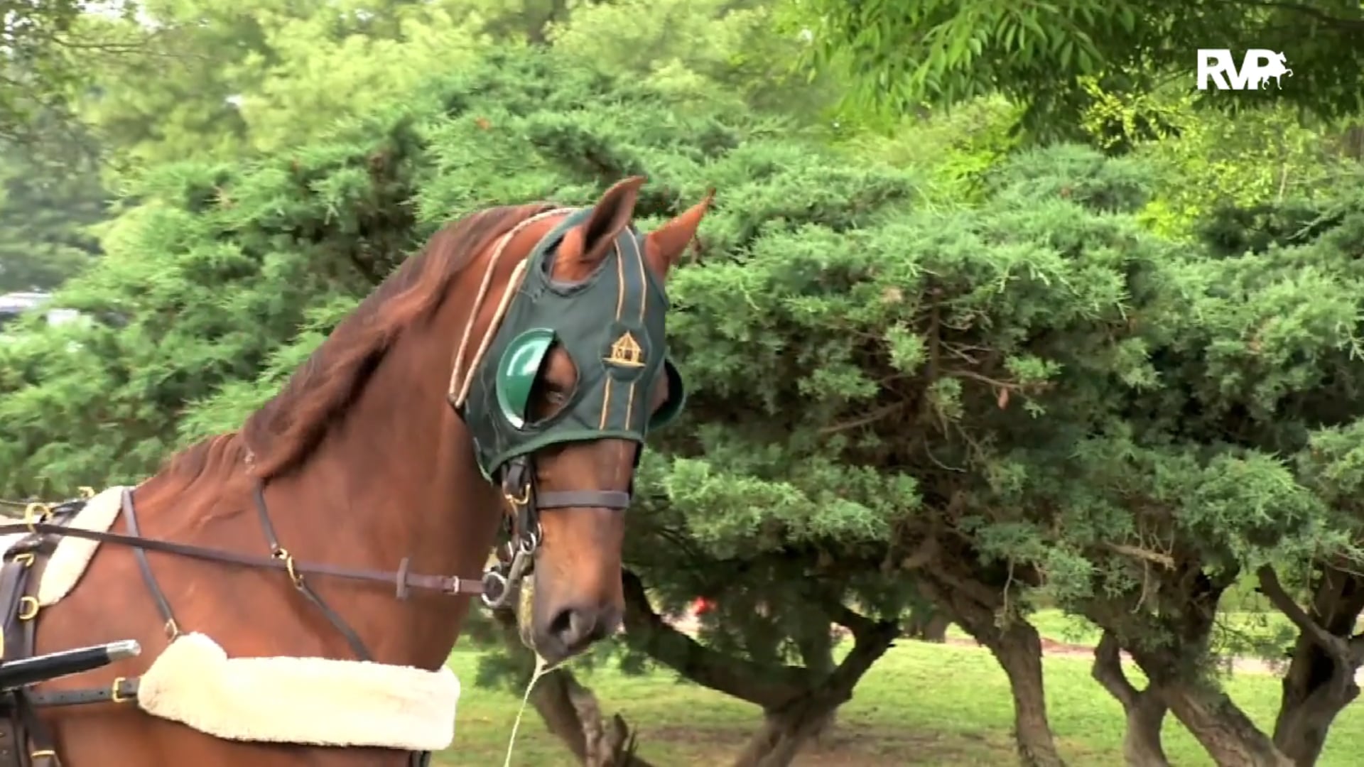 2019 Bonnie Blue National Horse Show - Saturday Morning