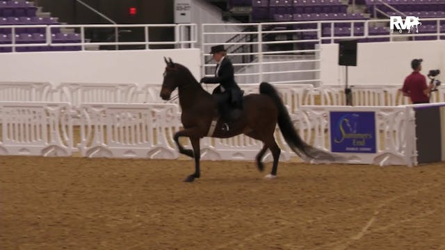 CC24 - Class 99 - ASB Three Gaited Am...