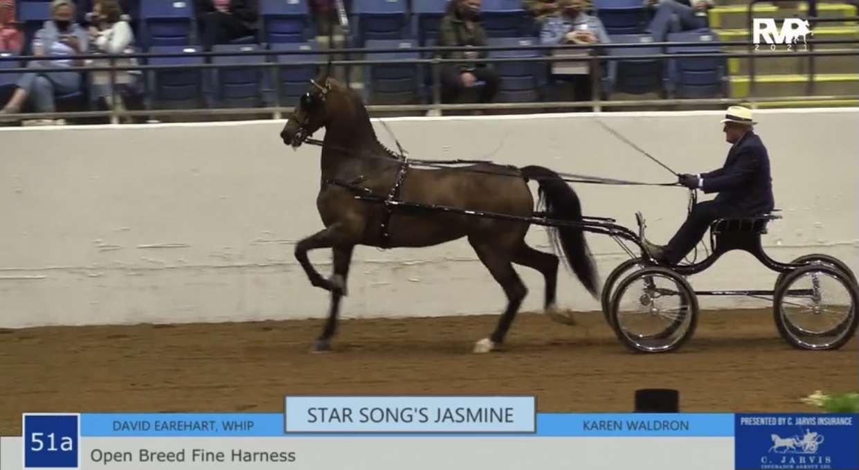 BB21 - Class 51A - Open Breed Fine Harness