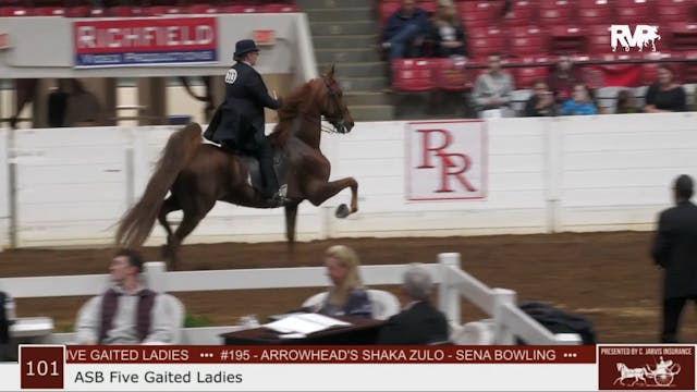 RR23 - Class 101 - ASB Five Gaited La...