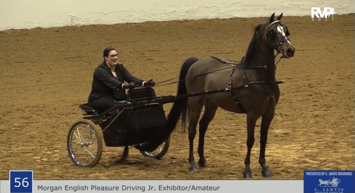 BB21 - Class 56 - Morgan English Pleasure Driving Amateur-Jr Exhibitor