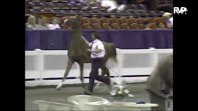 1999 WCHS - Class 124 ASHA Amateur Fu...