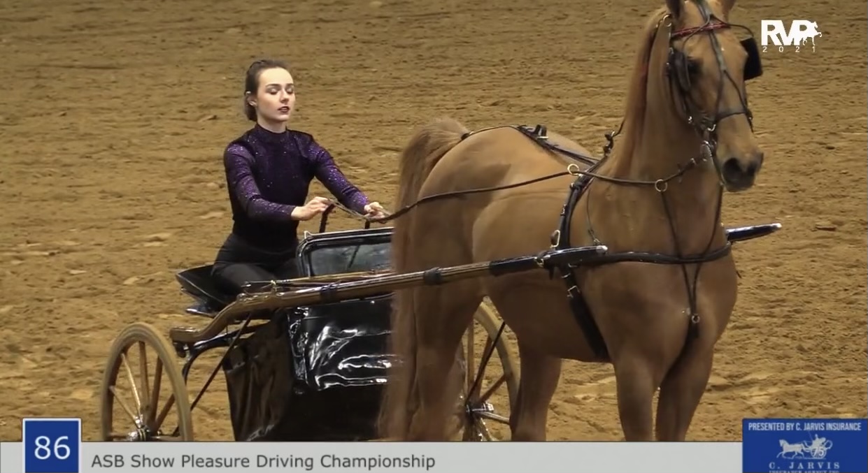 BB21 - Class 86 - ASB Show Pleasure Driving Championship