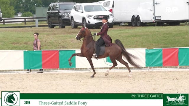 LJL24 - Class 39 - Three Gaited Saddl...