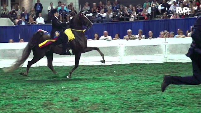 2020 American Royal - Tuesday Afterno...