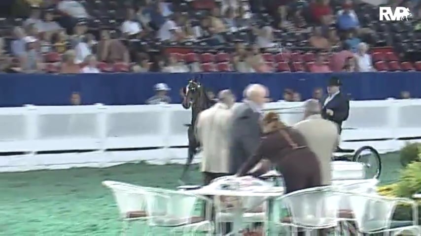 2010 World's Championship Horse Show Class 126 Three Year Old Harness Pony