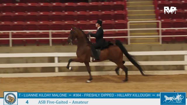 ASF24 - Class 4 - ASB Five Gaited Ama...