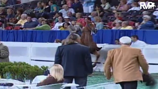 2009 World's Championship Horse Show ...