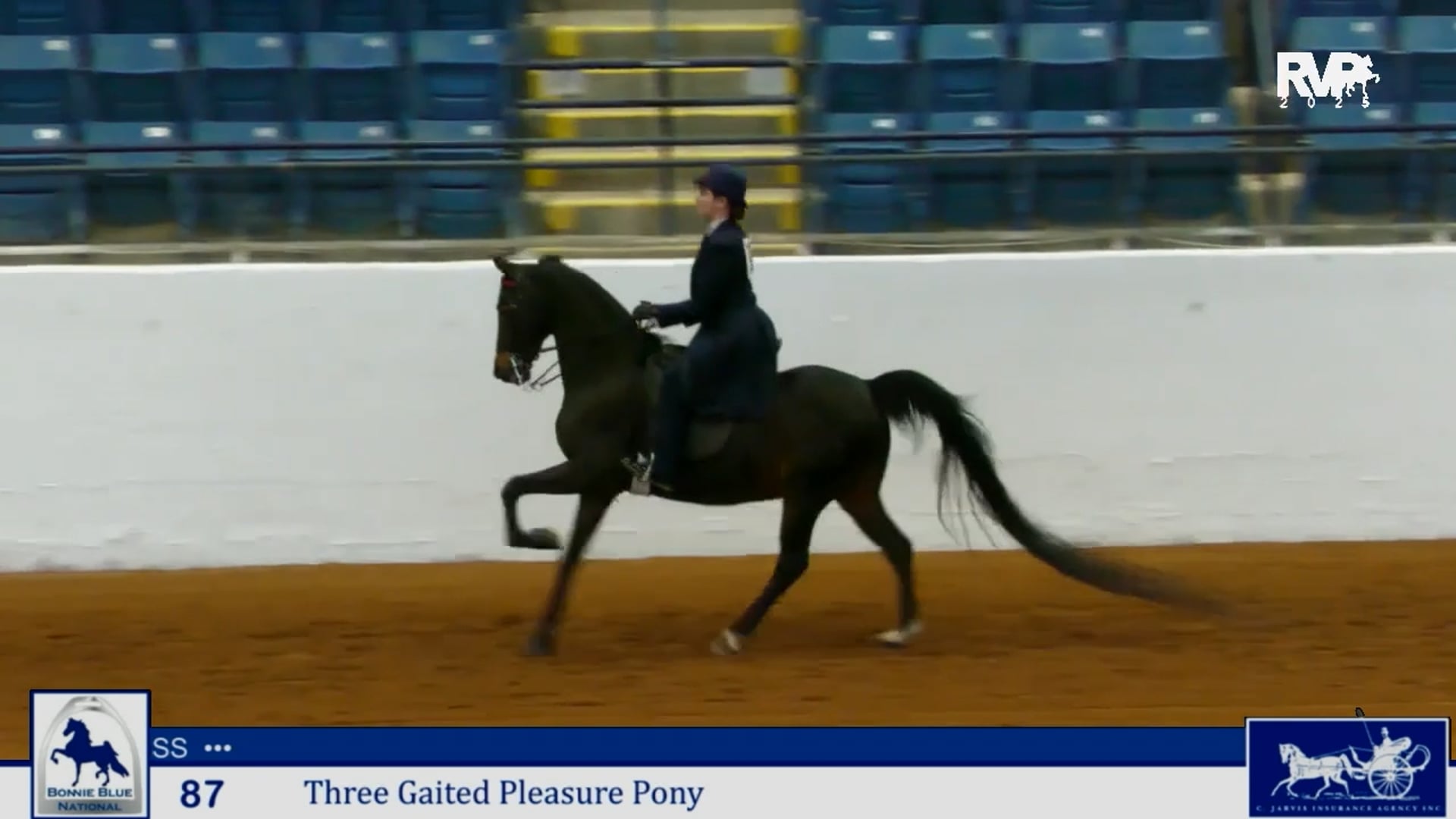 BB25 - Class 87 - Three Gaited Pleasure Pony