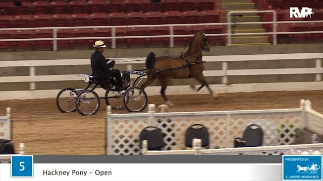 2020 ASF - Class 5 Hackney Pony Open