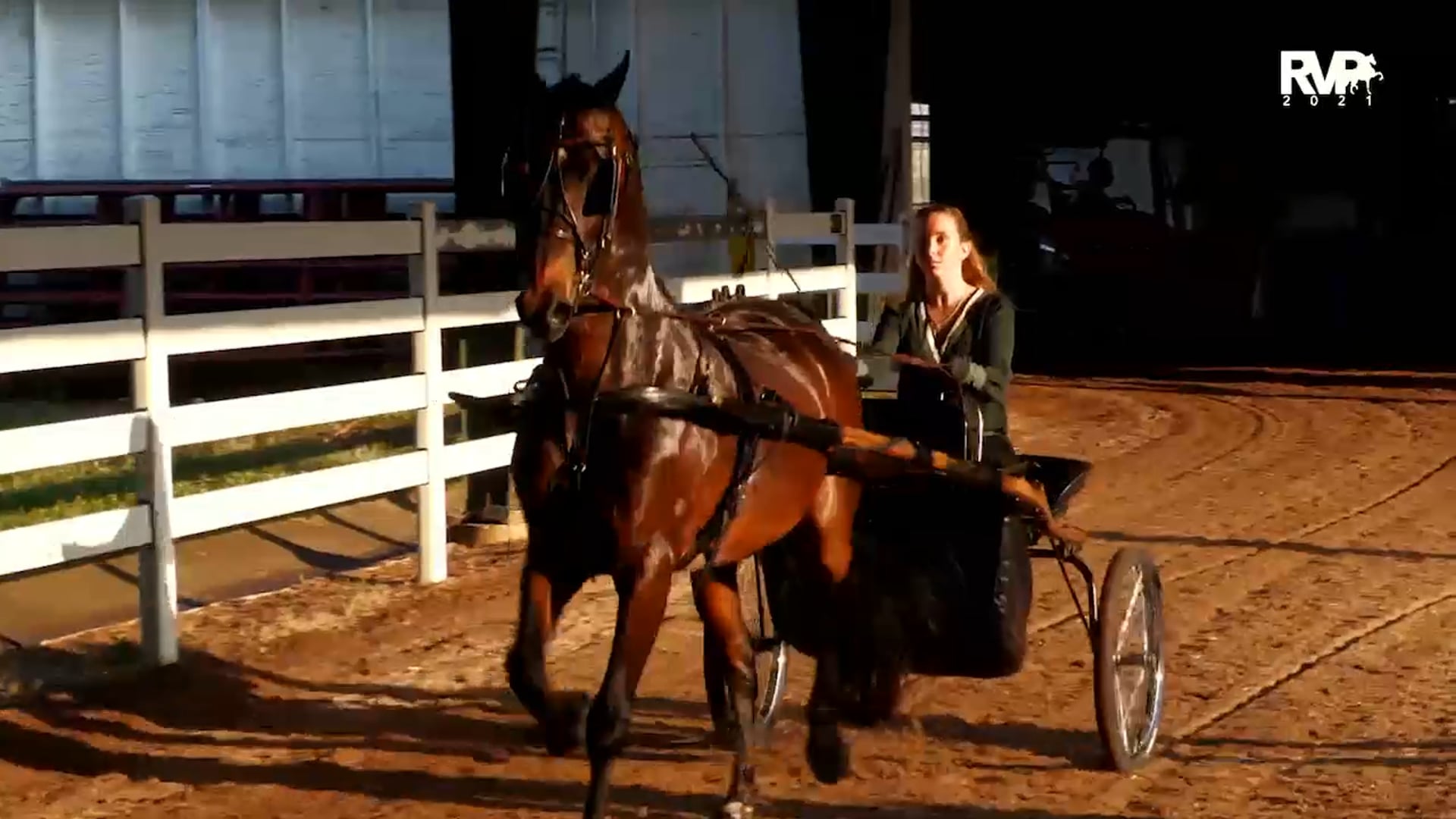 SS21 - Class 45 - Morgan Pleasure Driving Junior-Limit Horse