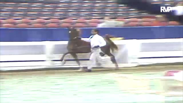 1991 WCHS Class 88 ASHA Amateur Futur...