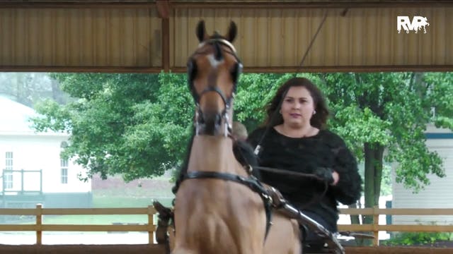 SC23 - Class 47 - Harness Pony Open