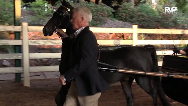 NCSC22 - Class 58 -  Hackney Pony Ple...
