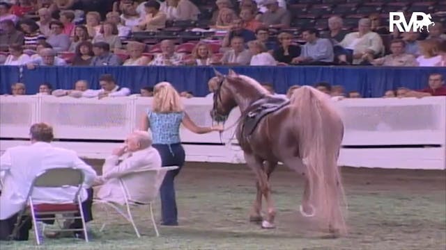 2003 WCHS Class 109 Five Gaited Mare ...