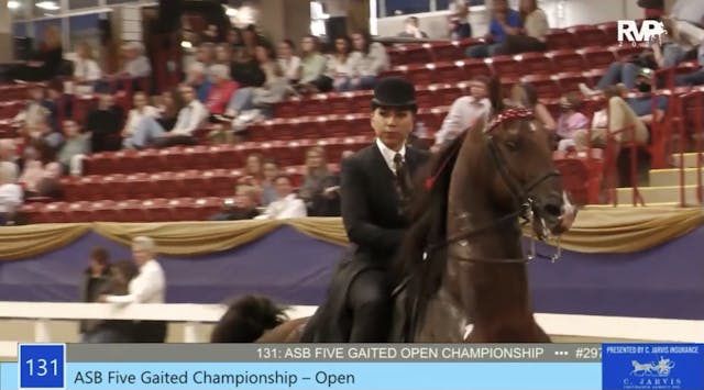 ASC21 - Class 131 - ASB Five Gaited O...