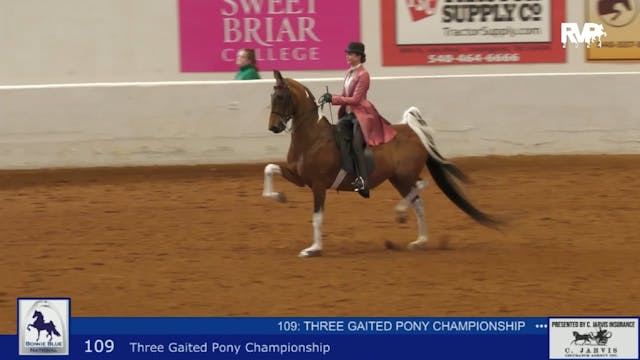 BB24 - Class 109 -  Three Gaited Pony...