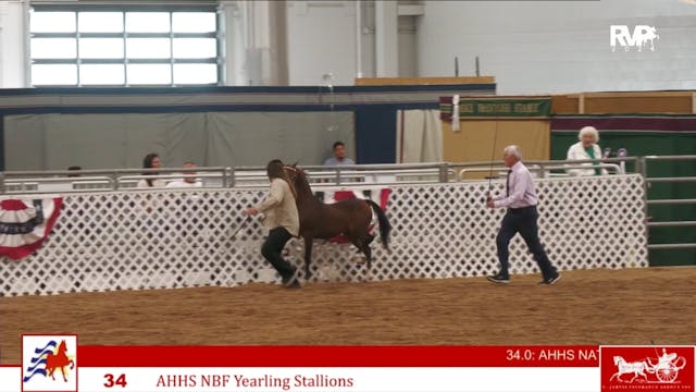 AAC24 - Class 34 - AHHS NBF Yearling ...